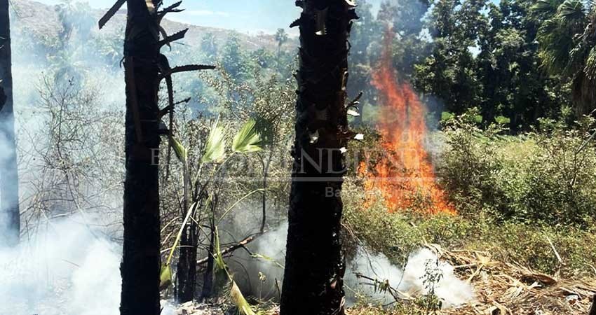 Sequ As Y Negligencia Ciudadana Causas De Incendios Forestales En Bcs