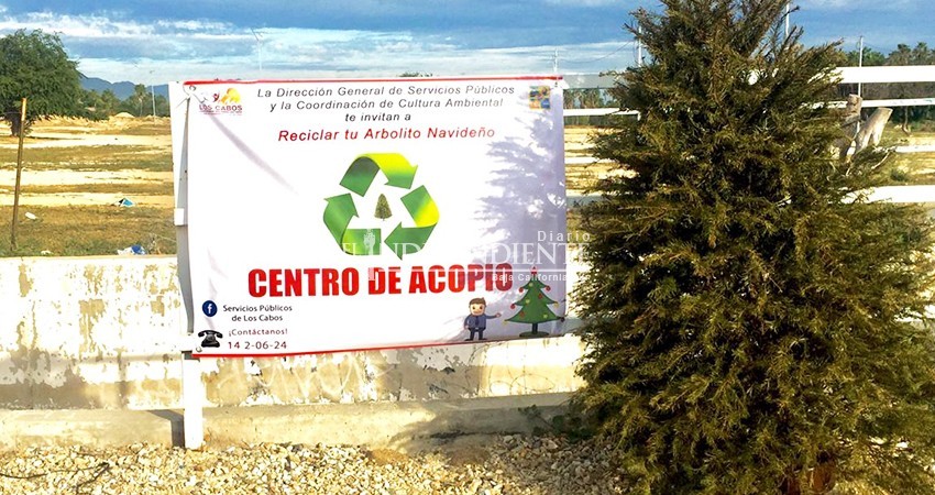 Instalarán Centros de Acopio para Arbolitos Navideños Naturales en Los Cabos
