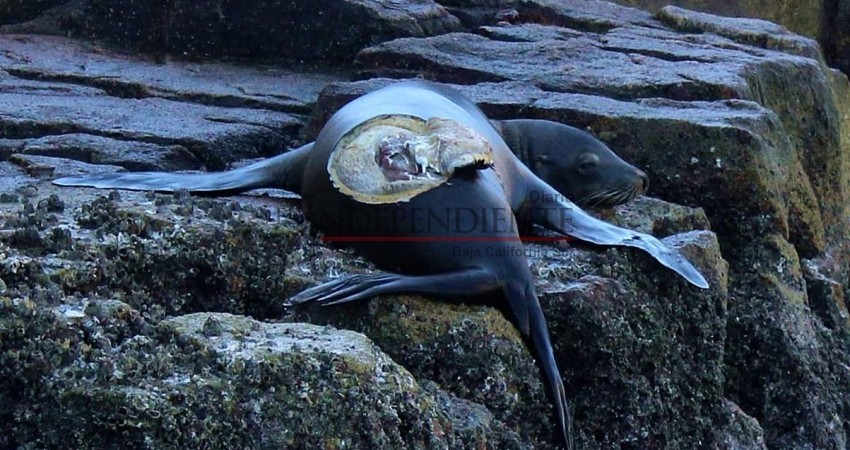 Encuentran lobo marino herido en la Bahía de Cabo San Lucas | Diario El  Independiente
