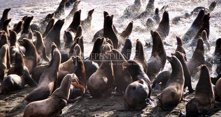 Población de Lobos Marinos en el Golfo han disminuido 65% en tres décadas:  investigador | Diario El Independiente