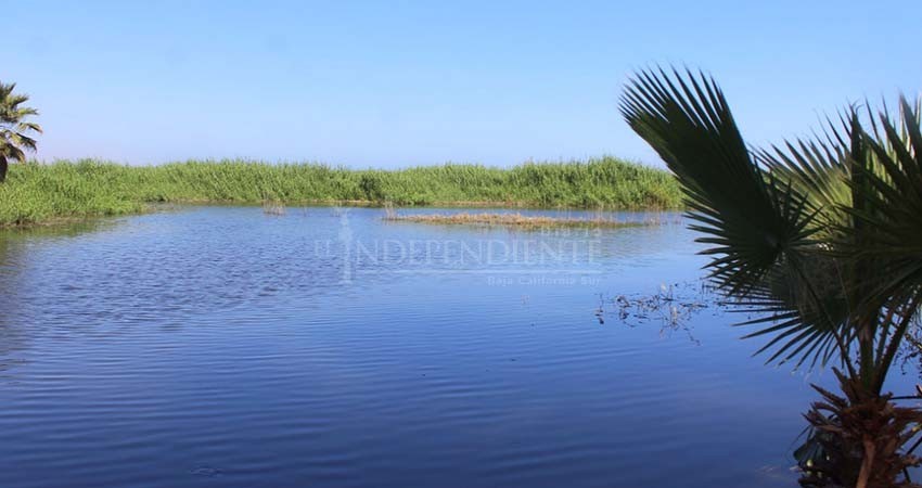 They plan to invest 1.3 million pesos in priority actions for the Estero de San José del Cabo