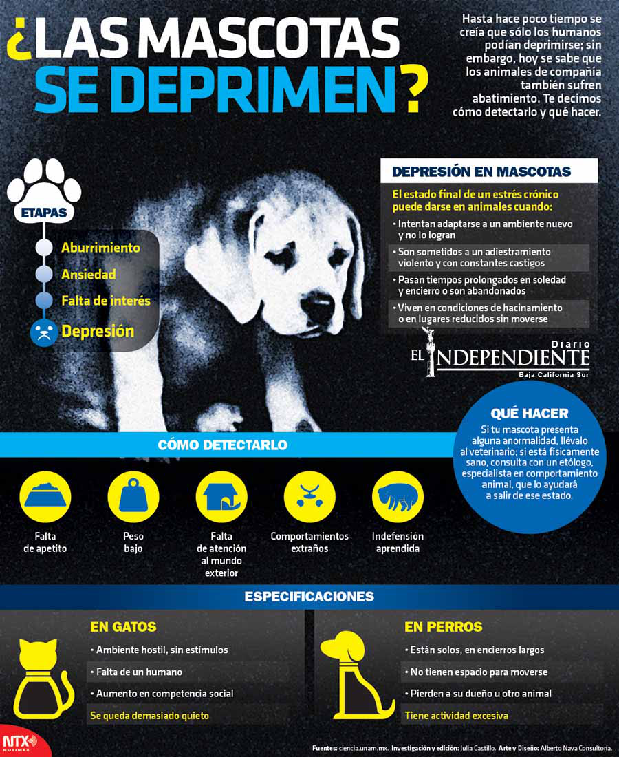 Las mascostas se deprimen copia