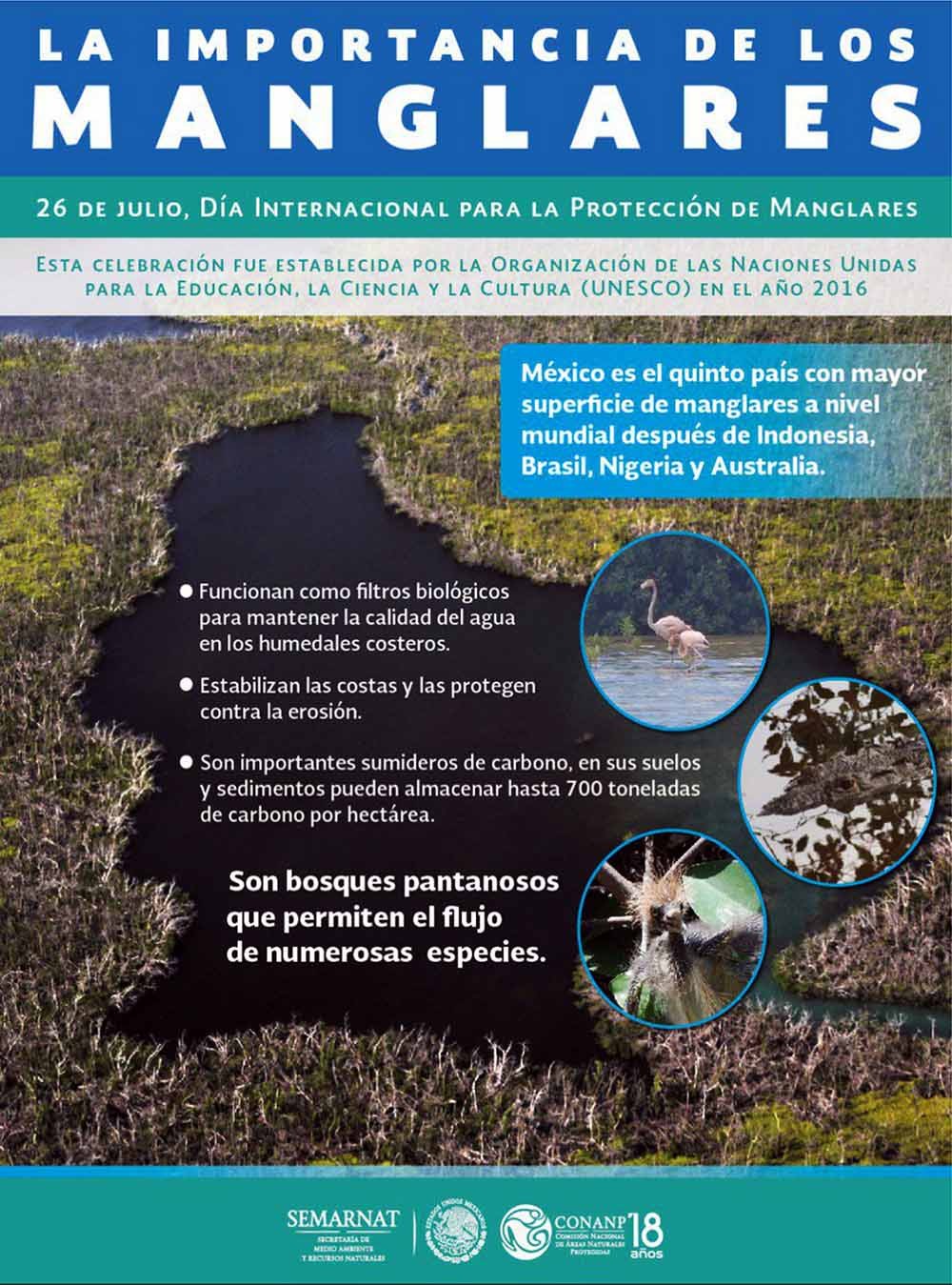 la importancia de los manglares