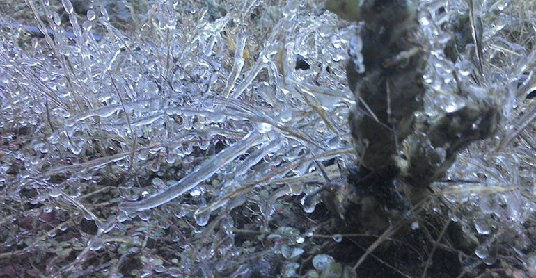 Declaran zona de emergencia por bajas temperaturas a Mulegé