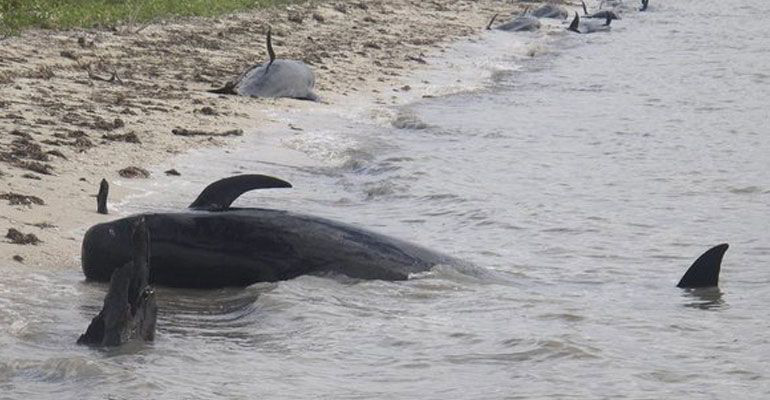 Muerte masiva de ballenas y tortugas fue por causas naturales