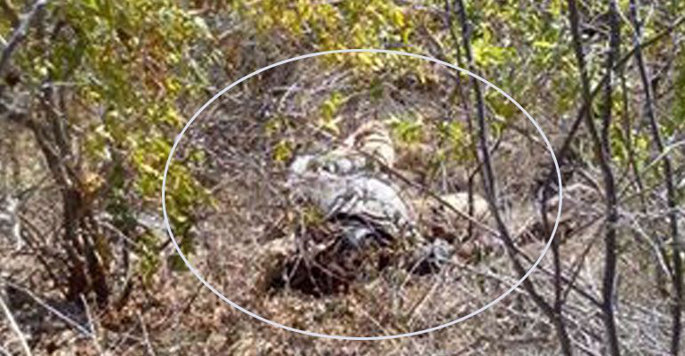 Encuentran cuerpo sin vida en San Antonio; podría tratarse de un indigente 