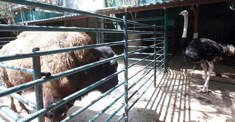 Diputado rechaza anomalías en operación de zoológico