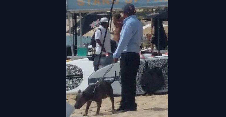 Denuncian a empresa de seguridad ilegal que utiliza perros de asalto en playas de Cabo San Lucas