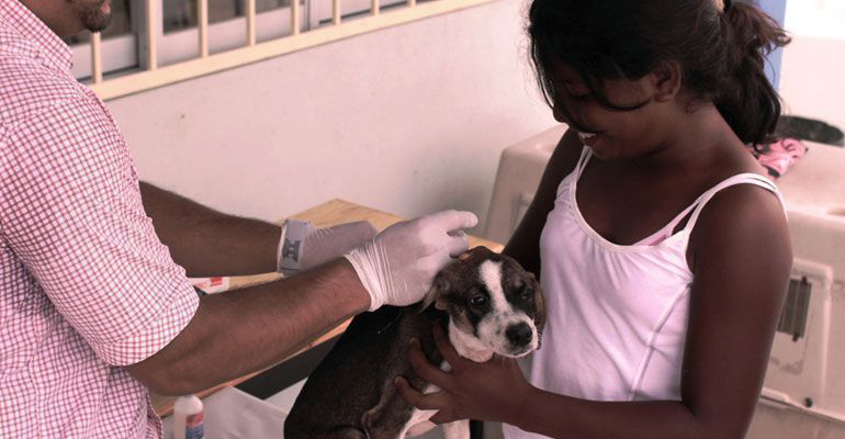 Listo el personal para la vacunación antirrábica canina y felina