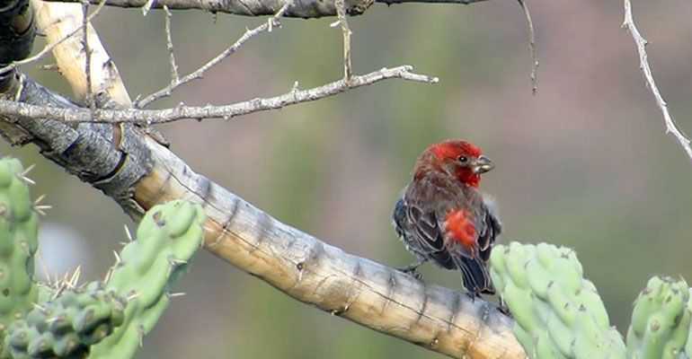 La UABCS: refugio de aves endémicas y migratorias