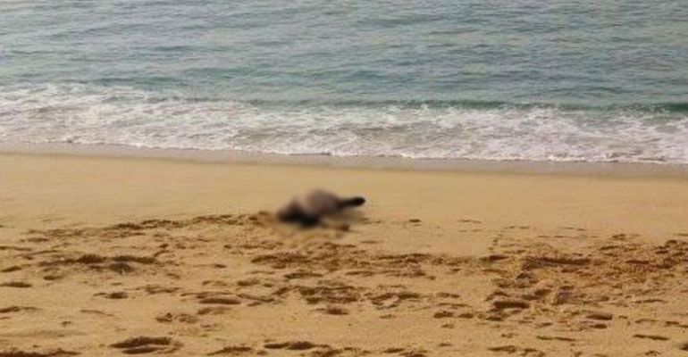 Finaliza semana santa con saldo rojo; tres personas murieron ahogadas en playas de BCS