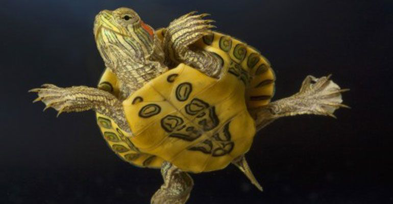 Establece SAGARPA medidas de protección a favor de la tortuga amarilla