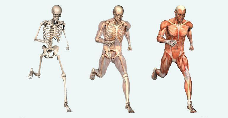 Datos científicos sobre el cuerpo humano   