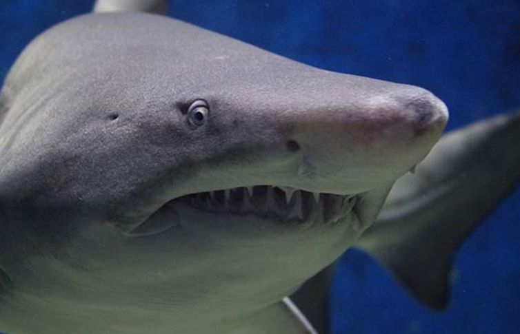 Tiburón arranca el brazo a adolescente en Carolina del Norte