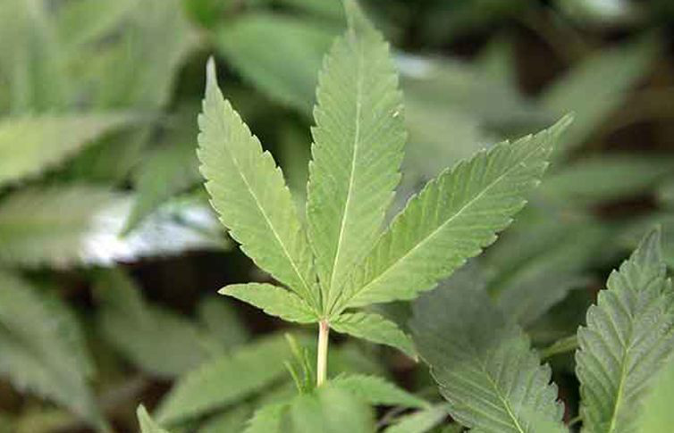 Incautan siete toneladas de drogas en California provenientes de México