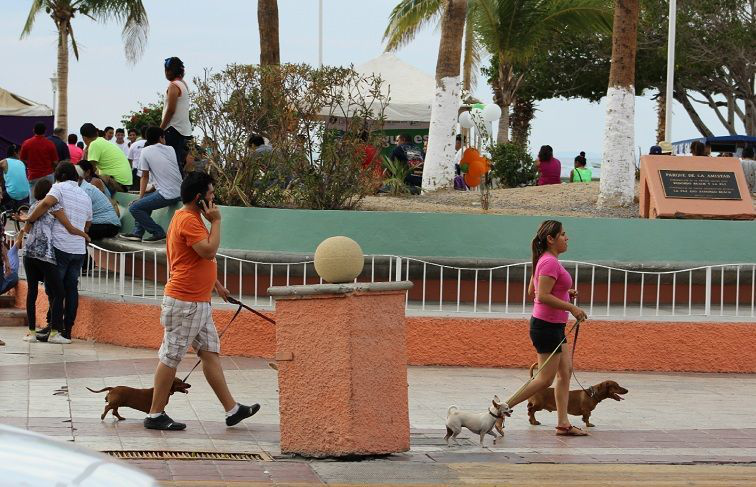 Policía de La Paz no aplica el reglamento; los perros no pueden pasear en el malecón