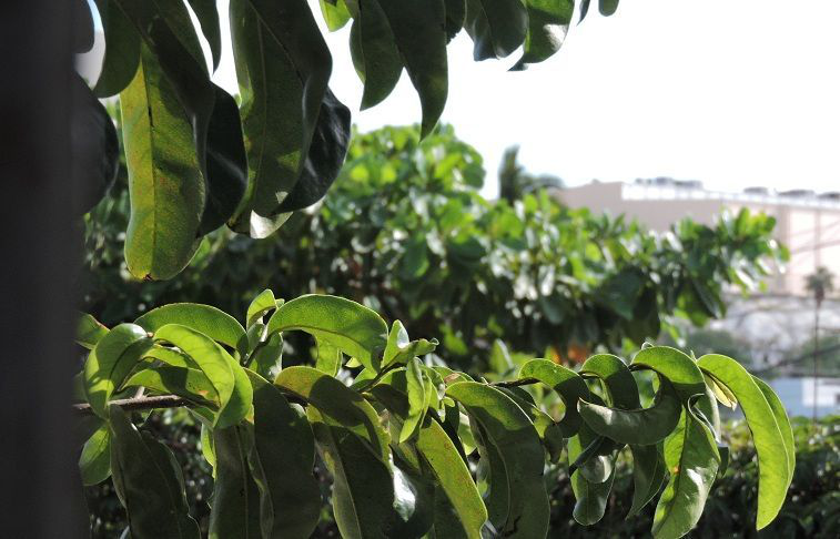 Dolores deja pocas lluvias, vientos, alto oleaje y humedad en Los Cabos