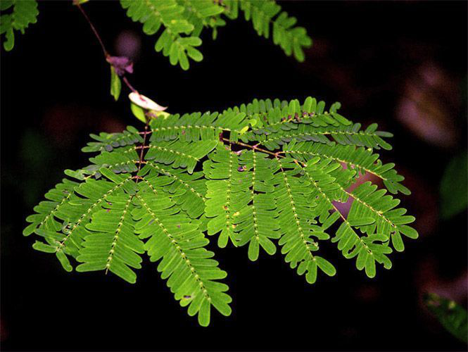 INAH identifica 150 especies de plantas medicinales