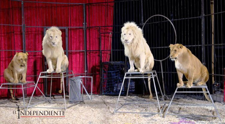 Faltó planeación para prohibir animales en circos: especialista