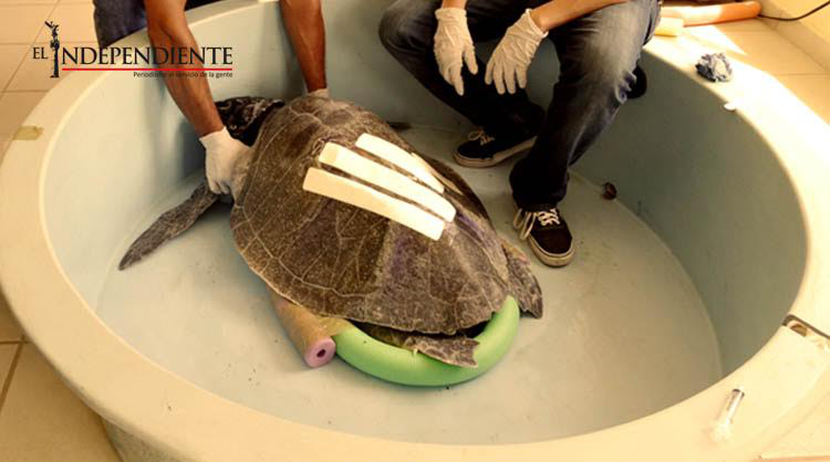 Cada temporada de anidación de tortugas es normal se registre mortandad al menos de 3 de ellas