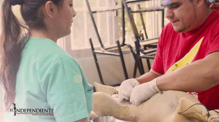 Realizará la SSA campaña de esterilización canina y felina