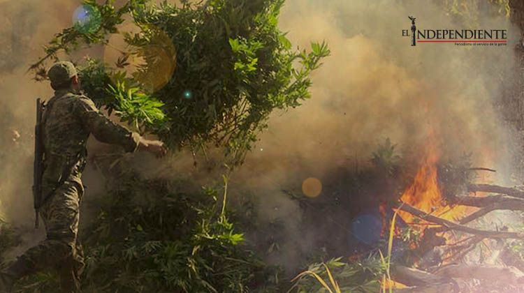Decomisan 120 toneladas de marihuana en Sonora
