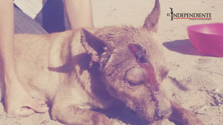 Delitos en contra de animales: ¿Cuáles son y qué sanciones tienen?