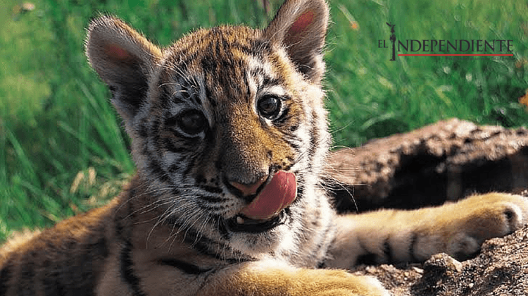 Aseguró PROFEPA a cachorro de tigre en Los Cabos