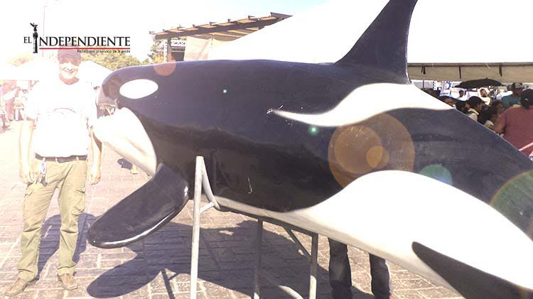 Para diciembre abrirá el museo de la ballena en La Paz