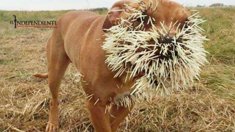 Perro sufre las consecuencias de haberse metido con un puercoespín