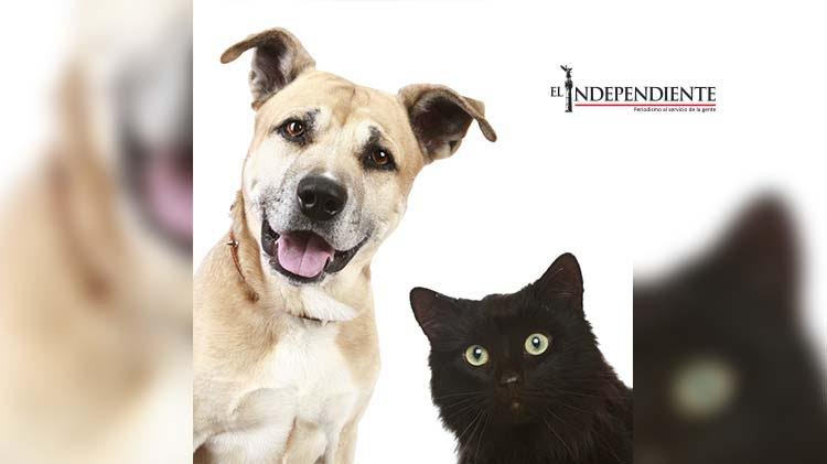 Promueve el Municipio el cuidado responsable de las mascotas