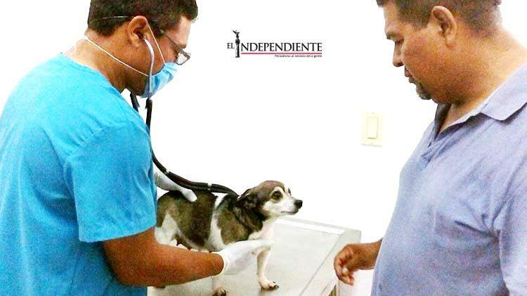Ofrecen atención gratuita a las mascotas en el Centro Municipal de Atención Canina