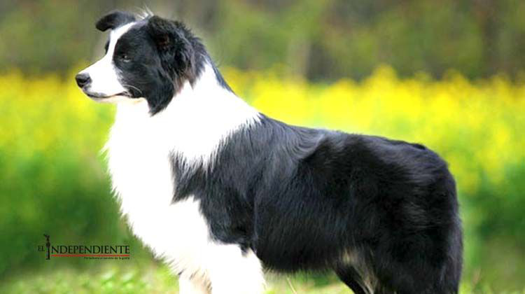 Mexicanos crean collar inteligente que ayuda a los perros