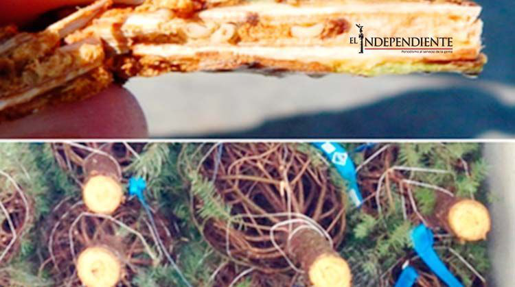 La Profepa impide ingreso a México de casi cuatro mil árboles de Navidad con plaga