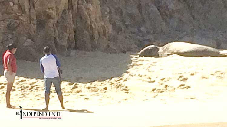 Encuentran ejemplar de elefante marino varado en Playa del Amor