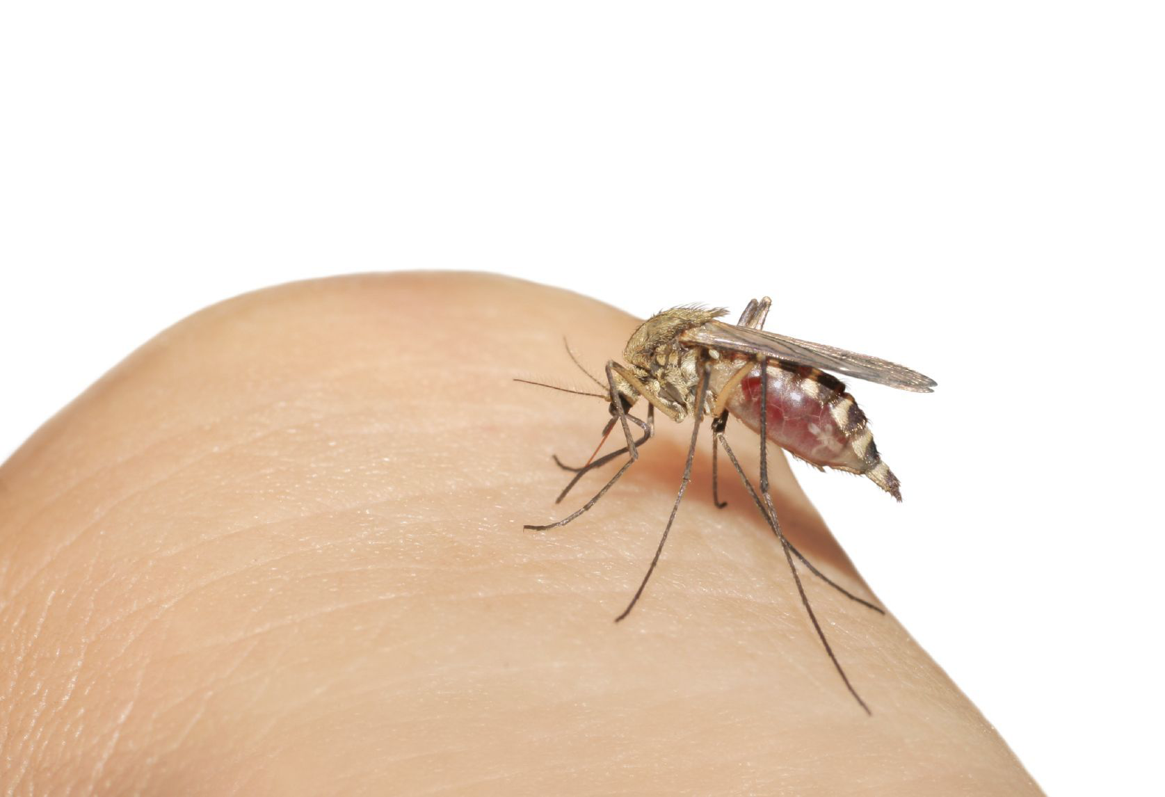 A pesar del frio, persiste el riesgo de contraer Dengue y Chikungunya