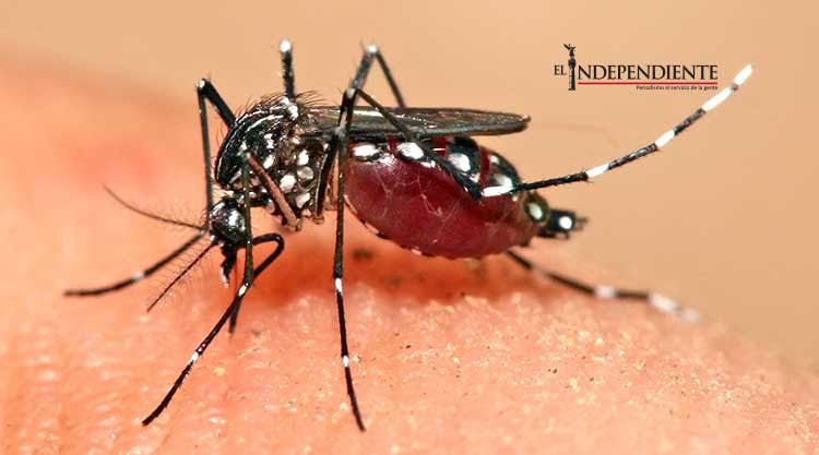 Inminente llegada del virus del zika a Los Cabos