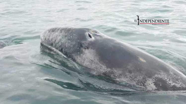 Piden a prestadores de servicios poner en orden permisos para avistamiento de ballenas