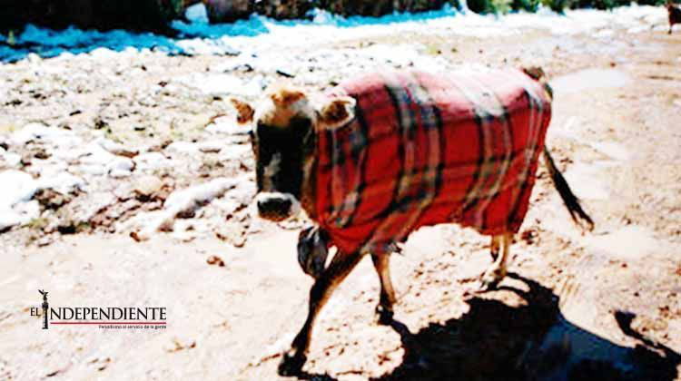 Sierra de Sonora registra seis grados bajo cero