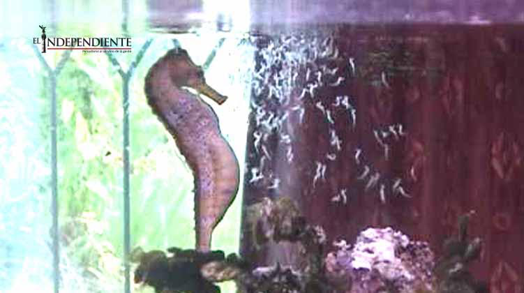 La belleza de la naturaleza... MIRA COMO NACEN LOS CABALLITOS DE MAR