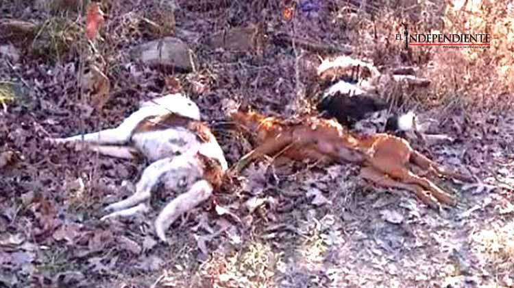 Envenenan a casi 60 perros en Arkansas; ofrecen recompensa por responsables