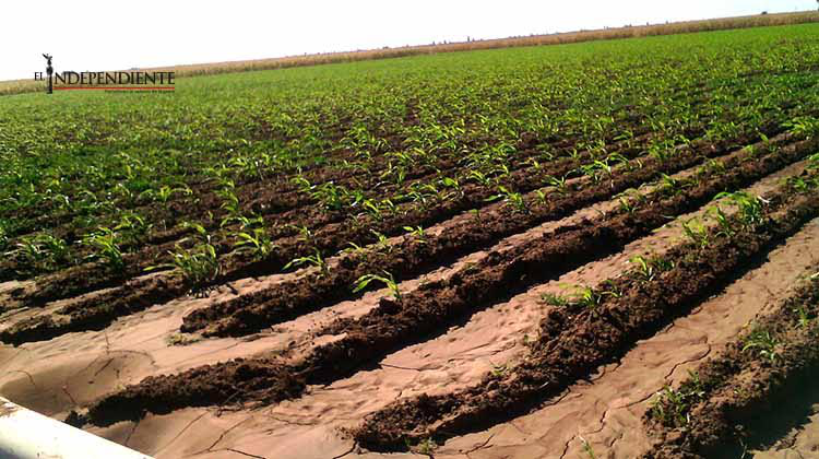 Evalúa el Gobierno del Estado daños causados por las heladas