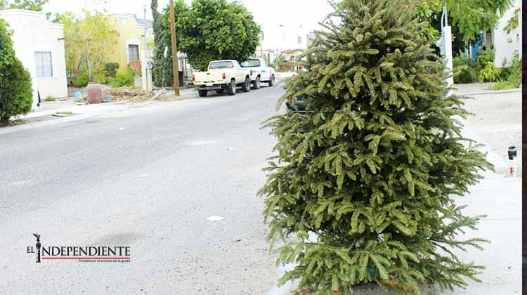 Para evitar accidentes, camión recolector de basura recogerá arbolitos navideños