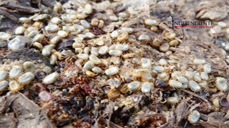 Fotógrafa propone conocer mundo natural a través de microorganismos