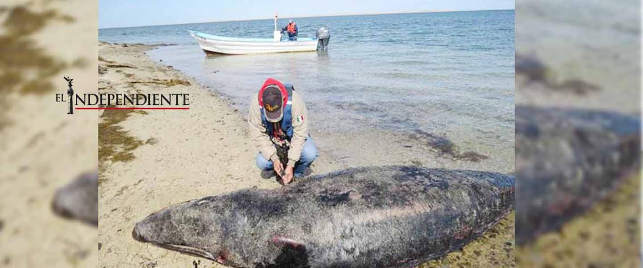 Encuentran siete ballenas grises muertas en Laguna Ojo de Liebre