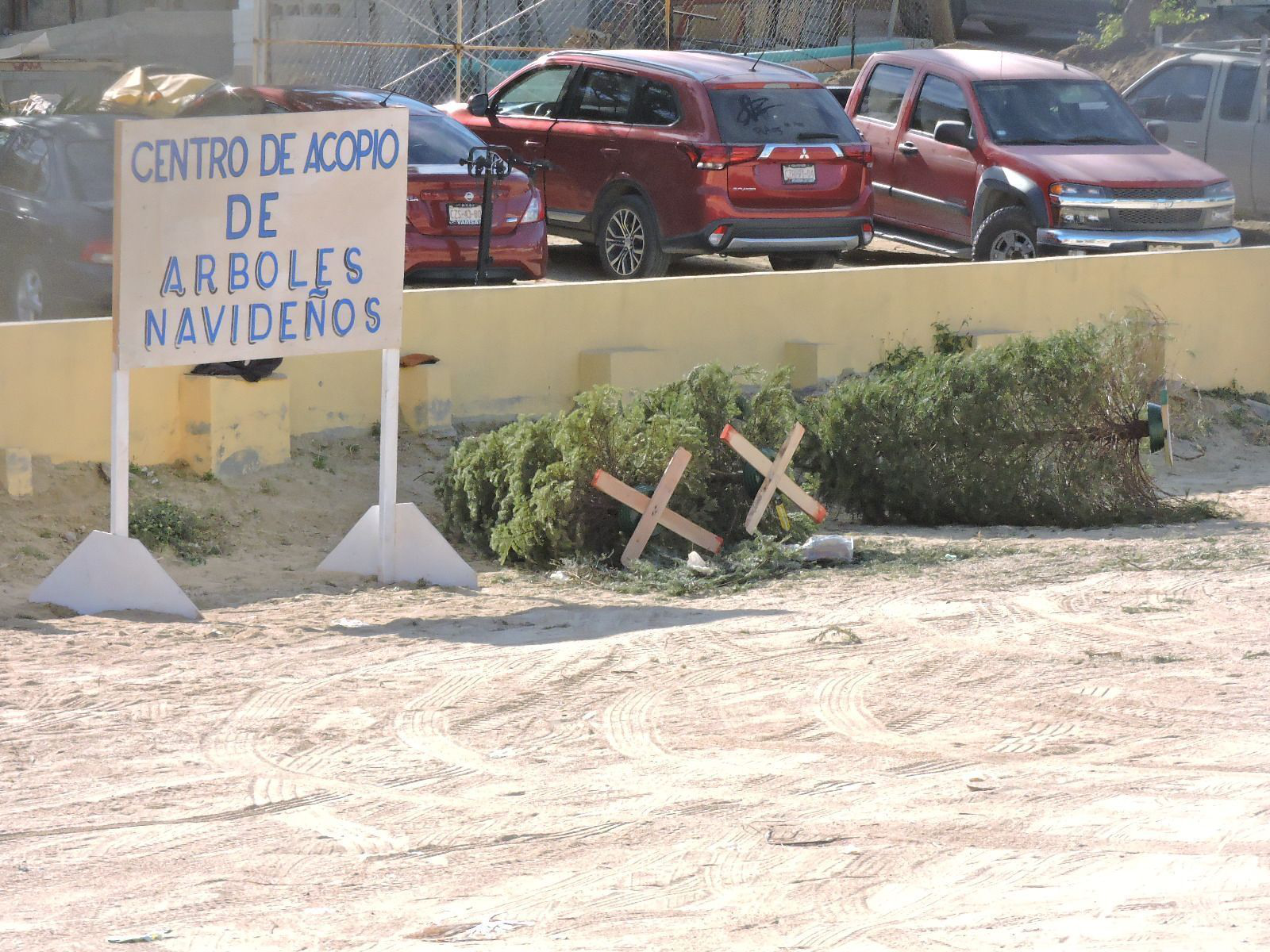 Exhorta Servicios Públicos a ciudadanos a dejar sus arbolitos en los centros de acopio