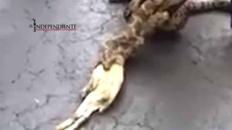 Hombre extrae cabras de una Pitón viva