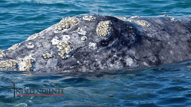 36 Avistamientos de ballena en Los Cabos en lo que va de la temporada