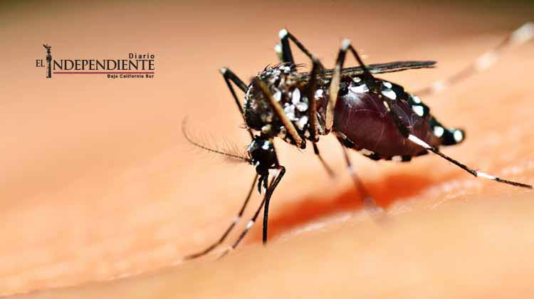 Alerta la SSA a la población sobre el virus del ZIKA
