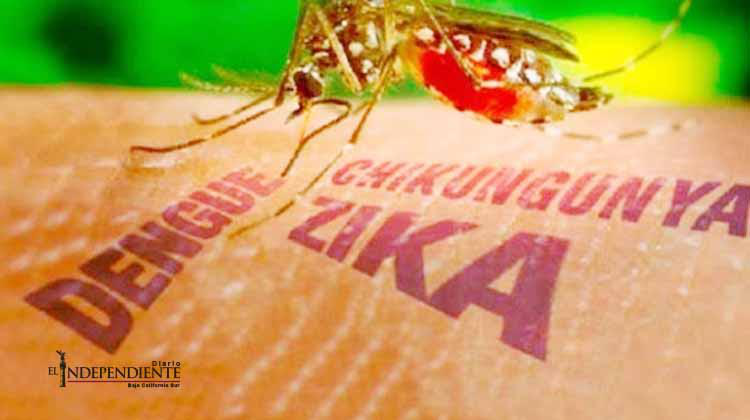 Inminente la entrada del virus del Zika a Los Cabos